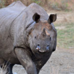 Rhinoceros eating salt in west bengal