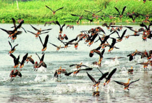 birds-spotted-in-rasikbil-coochbehar-west-bengal