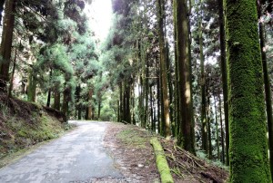 Chunabati road on the way from Lava to Loleyaon