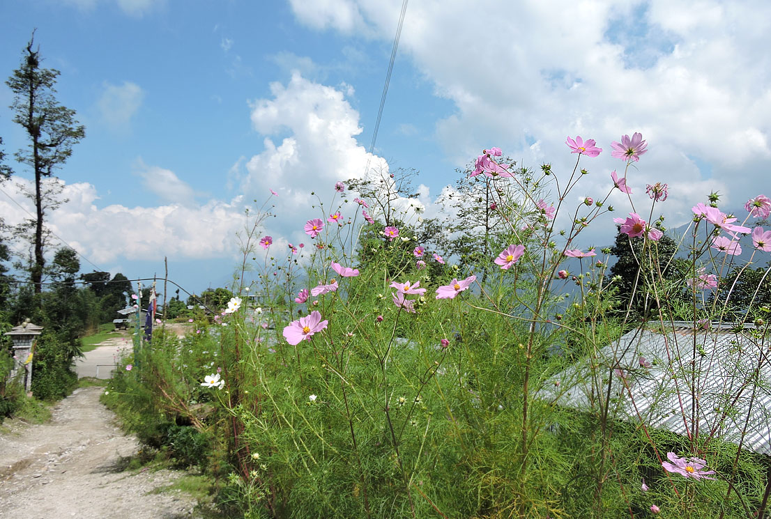 Flowers and sky at Seole village near Rishop
