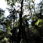 Loleygaon Jungle