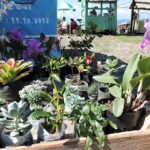Orchids for sell at loleygaon view point