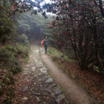 Dense Rhododendrons