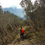 Sandakphu to Phalut