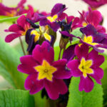 Colourful orchids at Echhey Gaon
