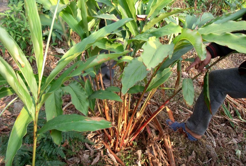 Cardamom plant elachi plant at echhey gaon