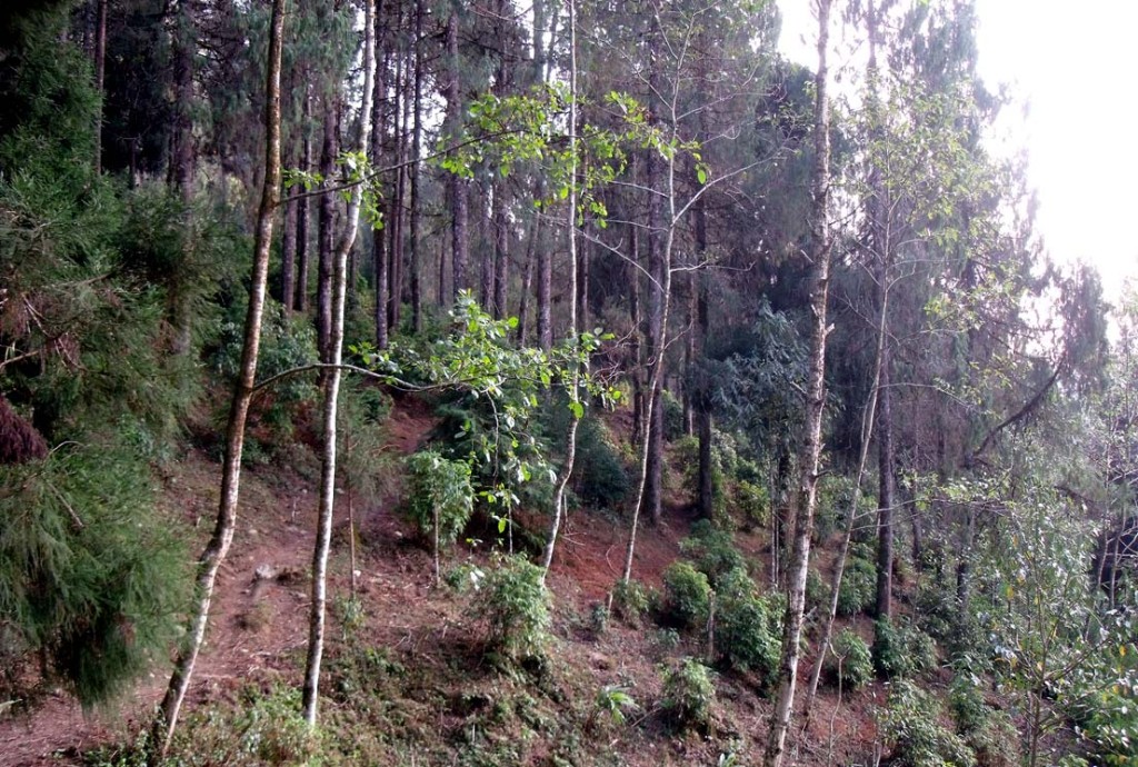 Trekking route to Sillery Gaon from Echhey Gaon