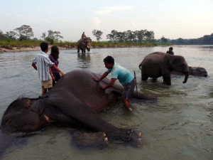 Dhupjhora Elephant Camp at Murti River