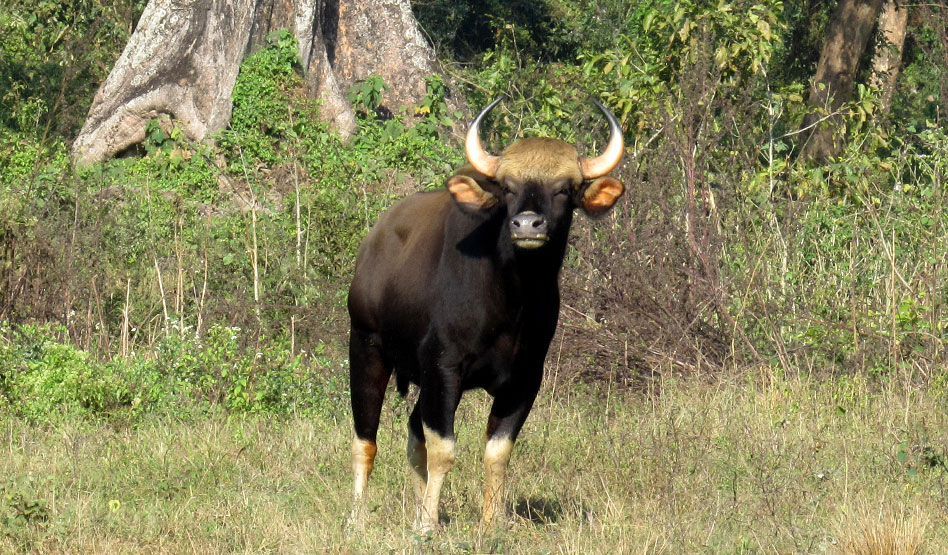 Jaldapara wildlife sanctuary