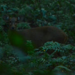 Deer at jungle