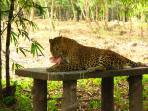 inside-leopard-safari-park-at-south-khayerbari-nature-park