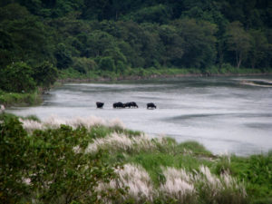 Wild Bisons crossing Murti river.