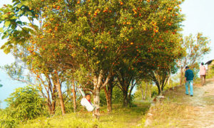 orange cultivation at Sittong