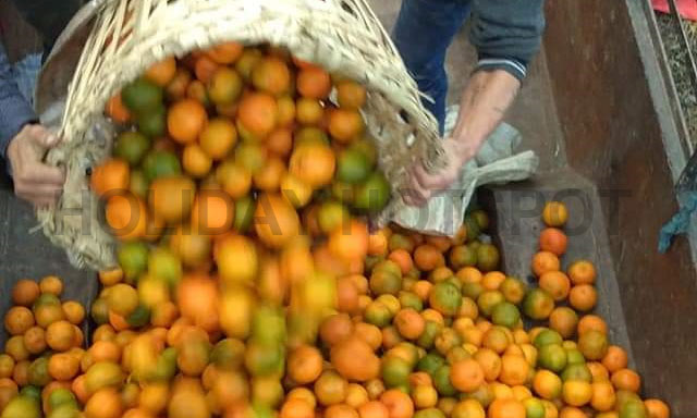Oranges at Sittong