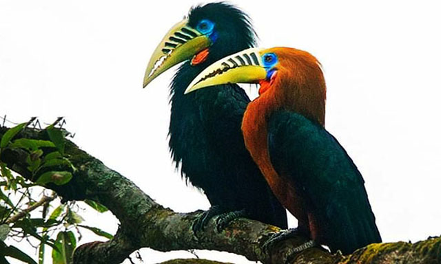 Hornbillnest bird at Latpanchar