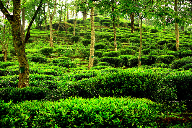 Bunkulung tea garden