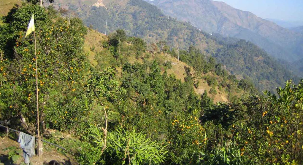 Orange garden at Shelphu near sittong