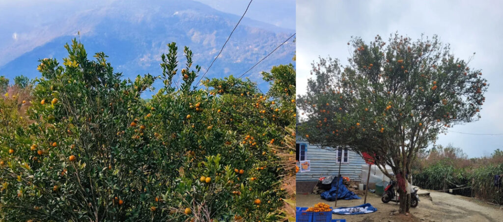 Orange garden at Sittong